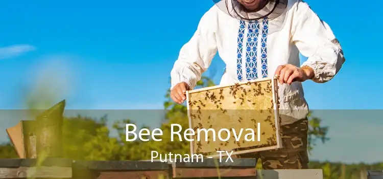 Bee Removal Putnam - TX